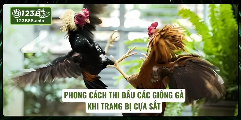 05 phong cách thi đấu với đá gà cựa sắt
