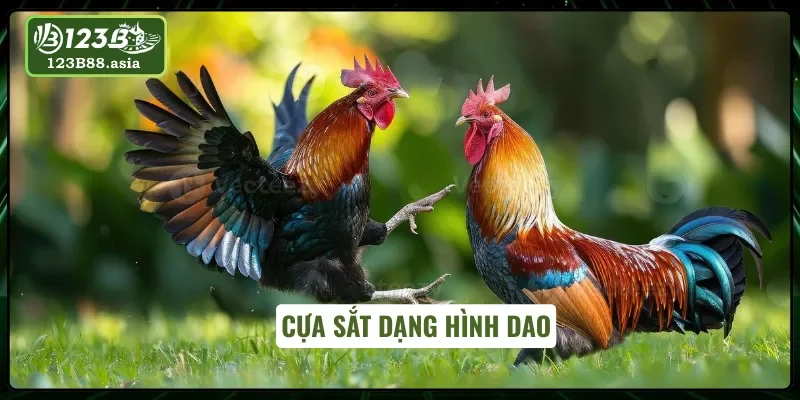 Đá gà cựa sắt với việc thiết kế dạng hình dao