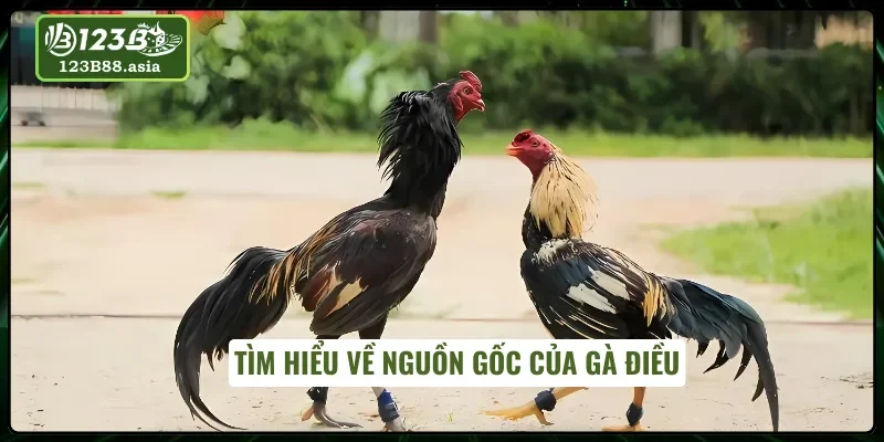 Gà Điều với sắc lông rực rỡ truyền thống