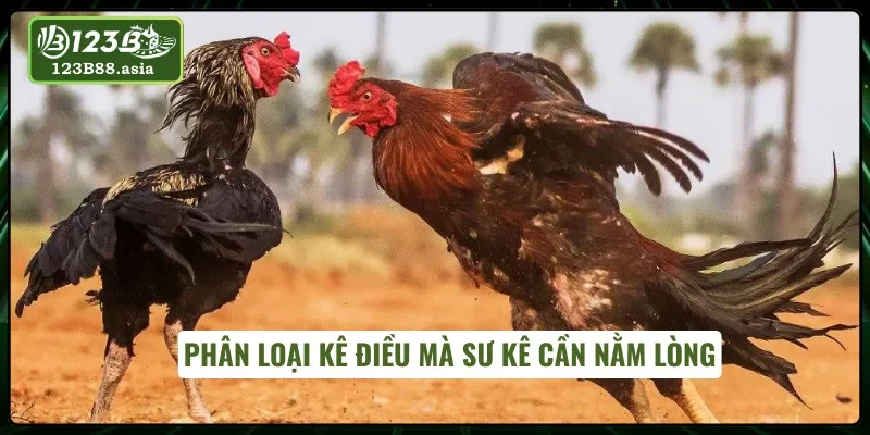 Các dòng gà Điều đặc sắc trong giới gà chọi