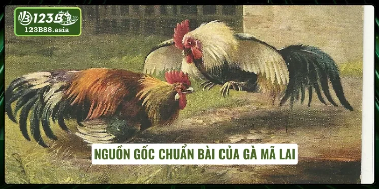 Nét độc đáo của gà Mã Lai cần làm rõ 