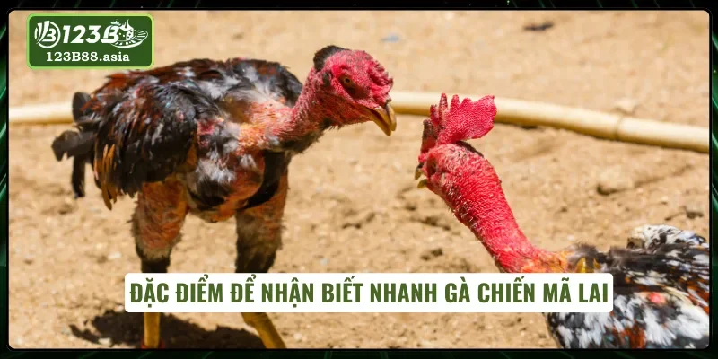Ngoại hình dũng mãnh của gà Mã Lai