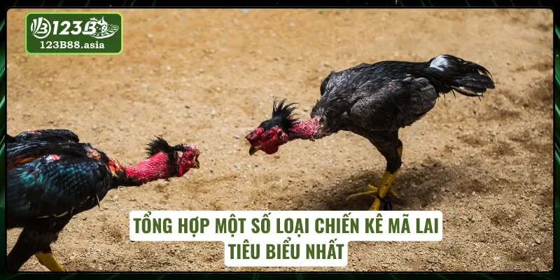 Những dòng gà Mã Lai nổi bật trong bộ môn đá gà