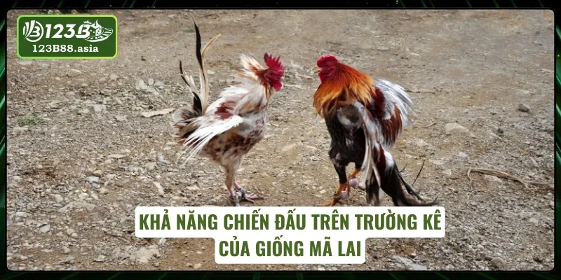 Sức mạnh thi đấu bùng nổ của gà Mã Lai