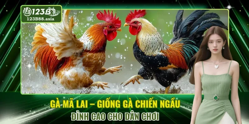Gà Mã Lai