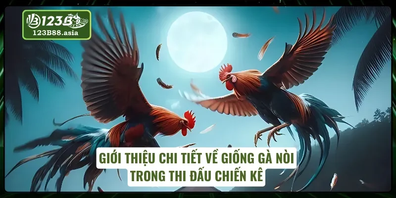 Gà nòi và những thông tin cơ bản từ 123B