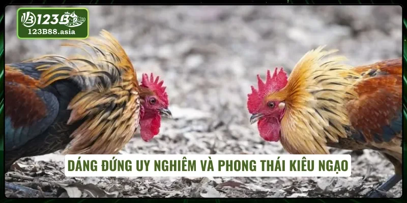 Gà nòi và phong thái kiêu hùng khi đứng