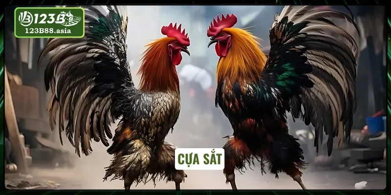 Gà nòi và việc được nhà cái trang bị cựa sắt