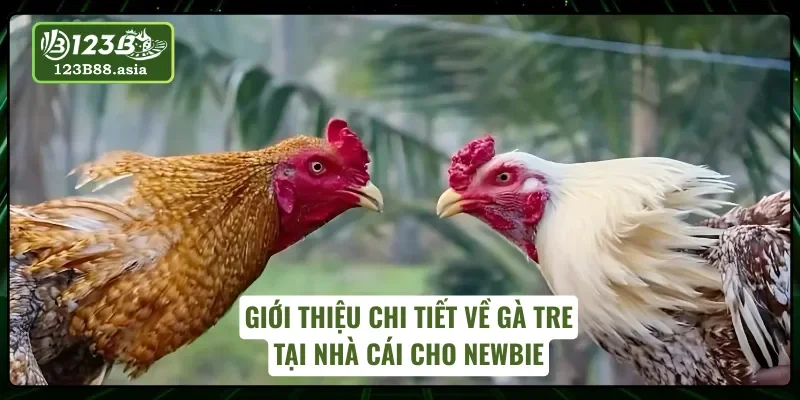 Tổng quan về giống gà tre trong thi đấu chọi gà