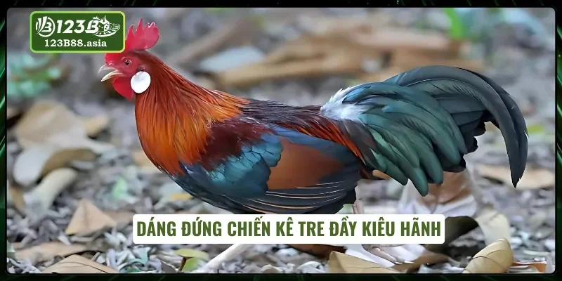 Gà tre và dáng đứng toát lên khí chất đế vương