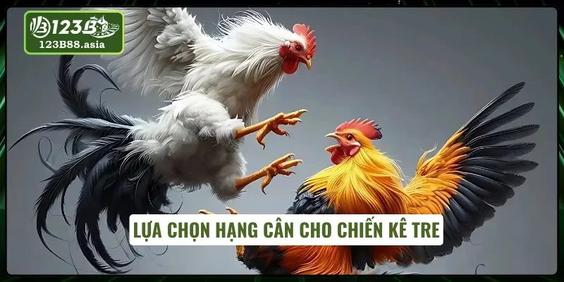 Gà tre và việc nhà cái phân hạng cân để thi đấu